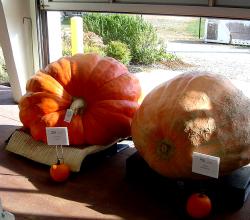 Pumpkin side effects